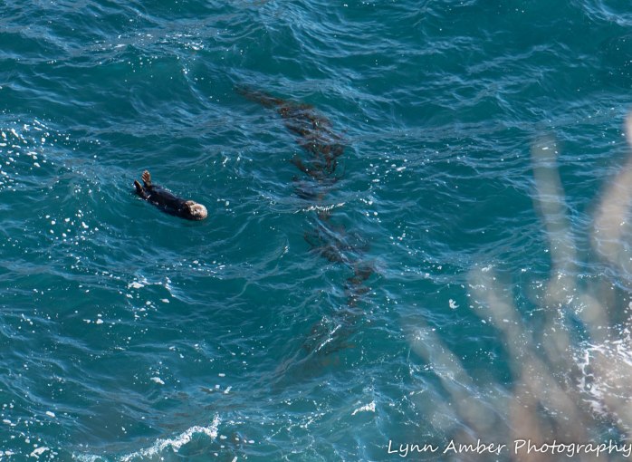 Point Lobos SNR (33 of 43)