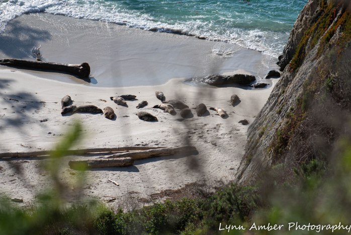 Point Lobos SNR (34 of 43)