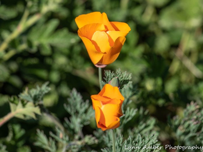 Point Lobos SNR (36 of 43)