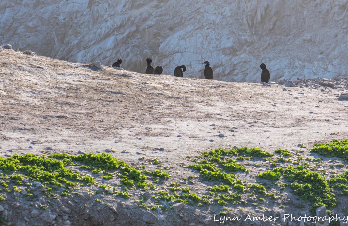 Point Lobos SNR (38 of 43)