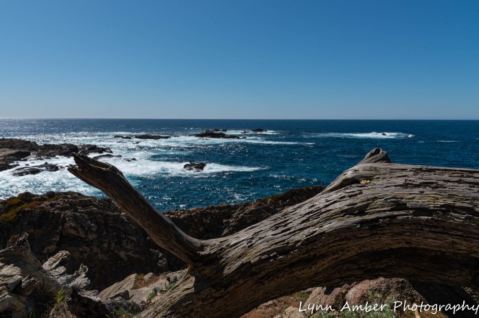 Point Lobos SNR (4 of 43)
