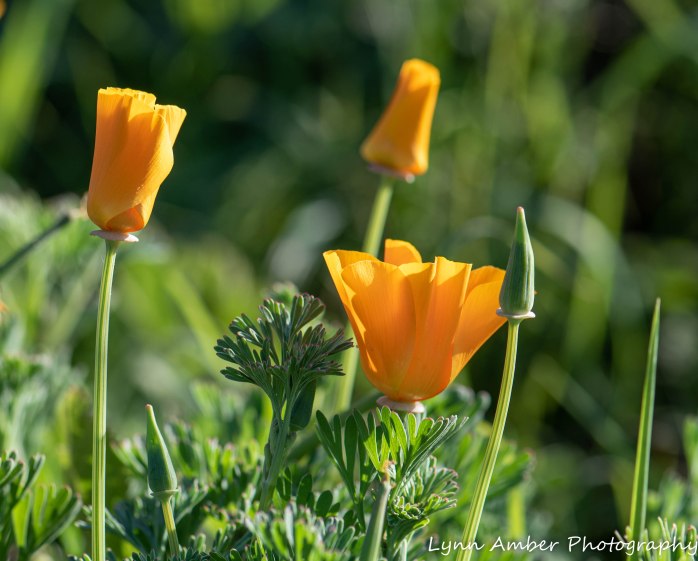Point Lobos SNR California Poppy (2)
