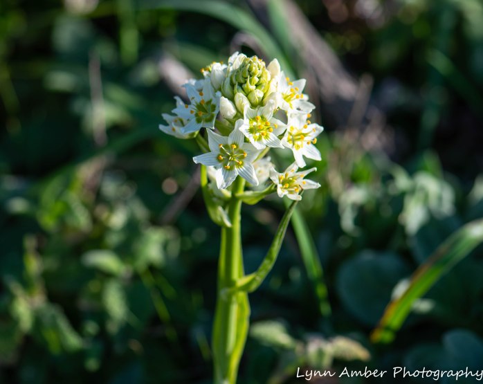 Point Lobos SNR FRemonts Star Lily