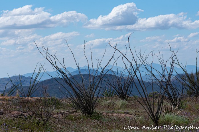 Superstition Mt hike and Fish Creek Hill (1 of 27)