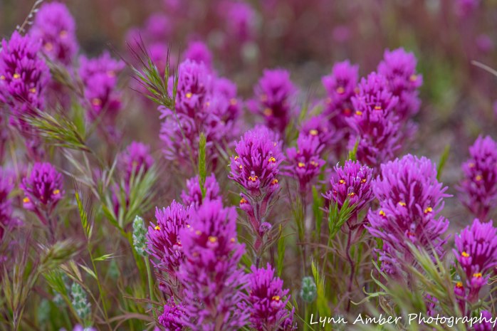 Superstition Mt hike and Fish Creek Hill (10 of 27)