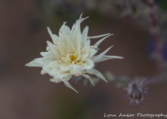 Superstition Mt hike and Fish Creek Hill (11 of 27)