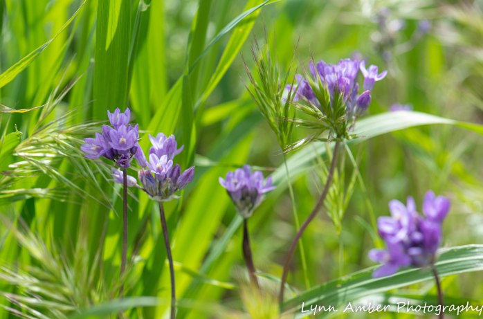 Superstition Mt hike and Fish Creek Hill (12 of 27)