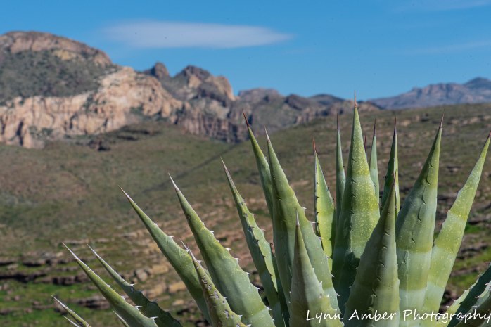 Superstition Mt hike and Fish Creek Hill (18 of 27)
