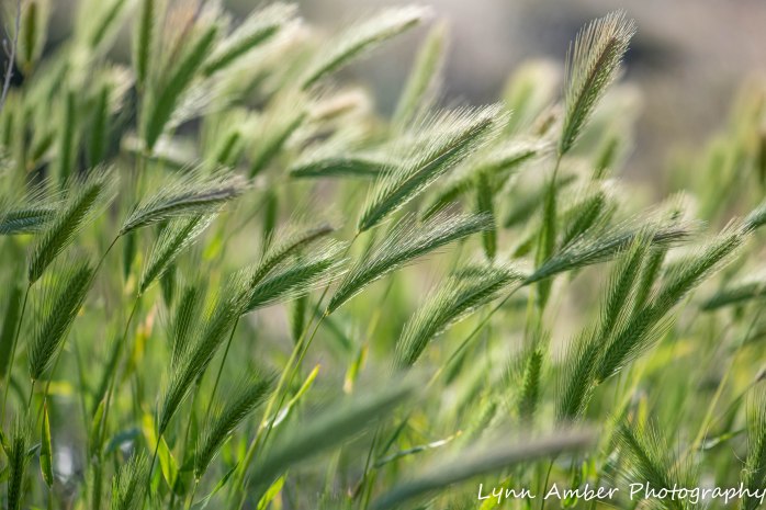 Superstition Mt hike and Fish Creek Hill (25 of 27)