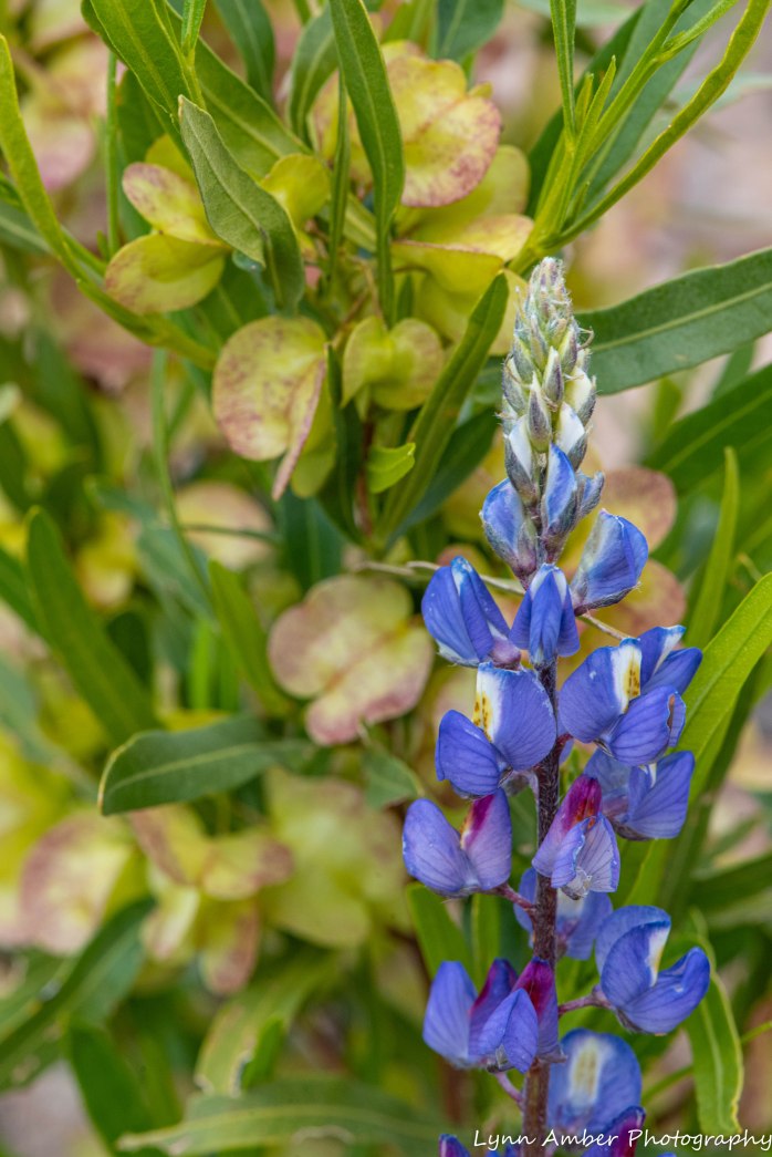 Superstition Mt hike and Fish Creek Hill (6 of 27)
