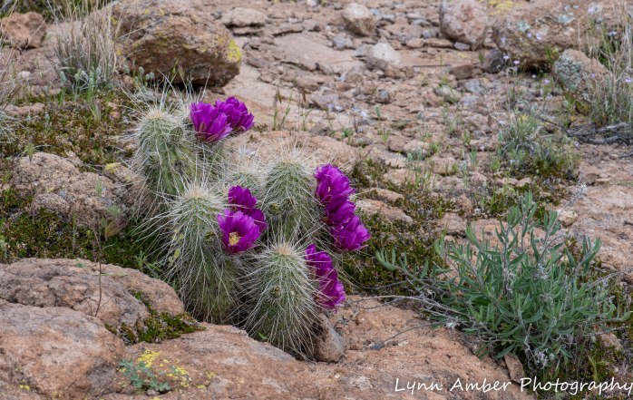 Superstition Mt hike and Fish Creek Hill (7 of 27)