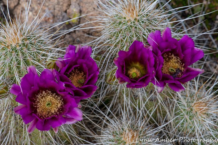 Superstition Mt hike and Fish Creek Hill (8 of 27)