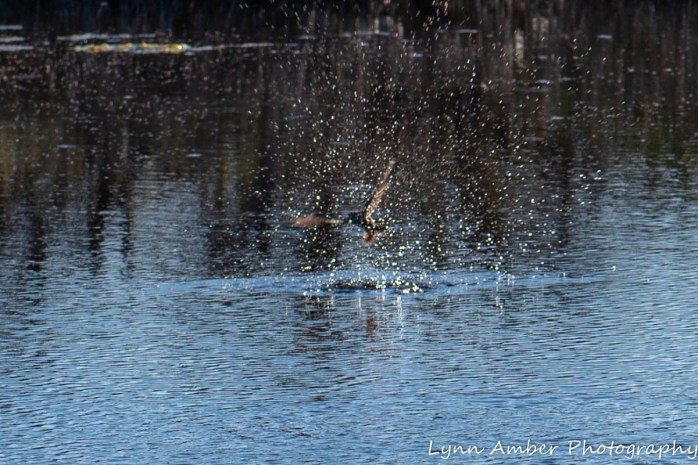 Around the Ranch LCNCA-2