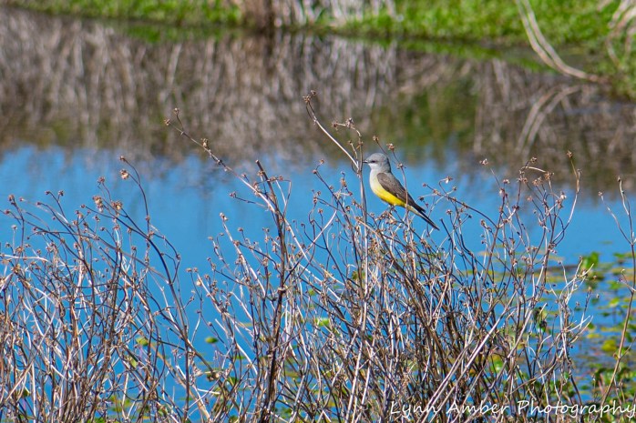 Cottonwood Pond Western Kingbird
