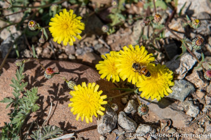 Desert Dandelion