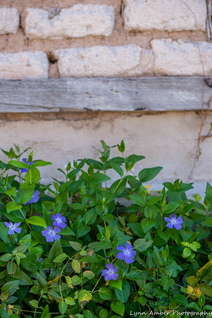 Empire Ranch architecture (1 of 8)