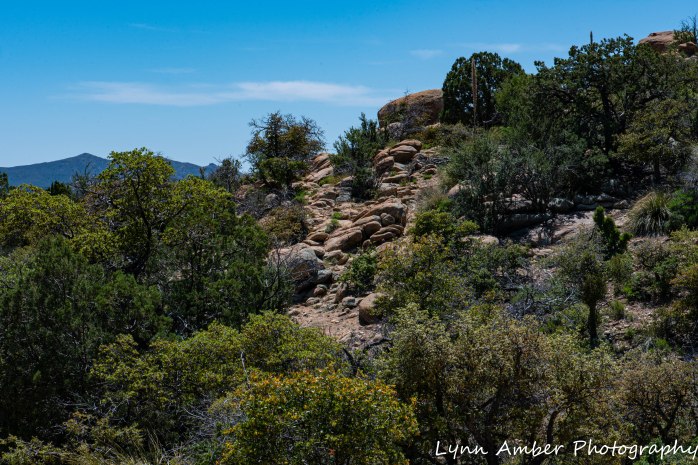 Gila NF CDT (1 of 5)