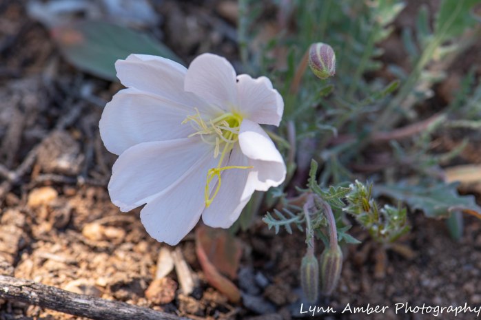 Gila NF CDT (5 of 5)