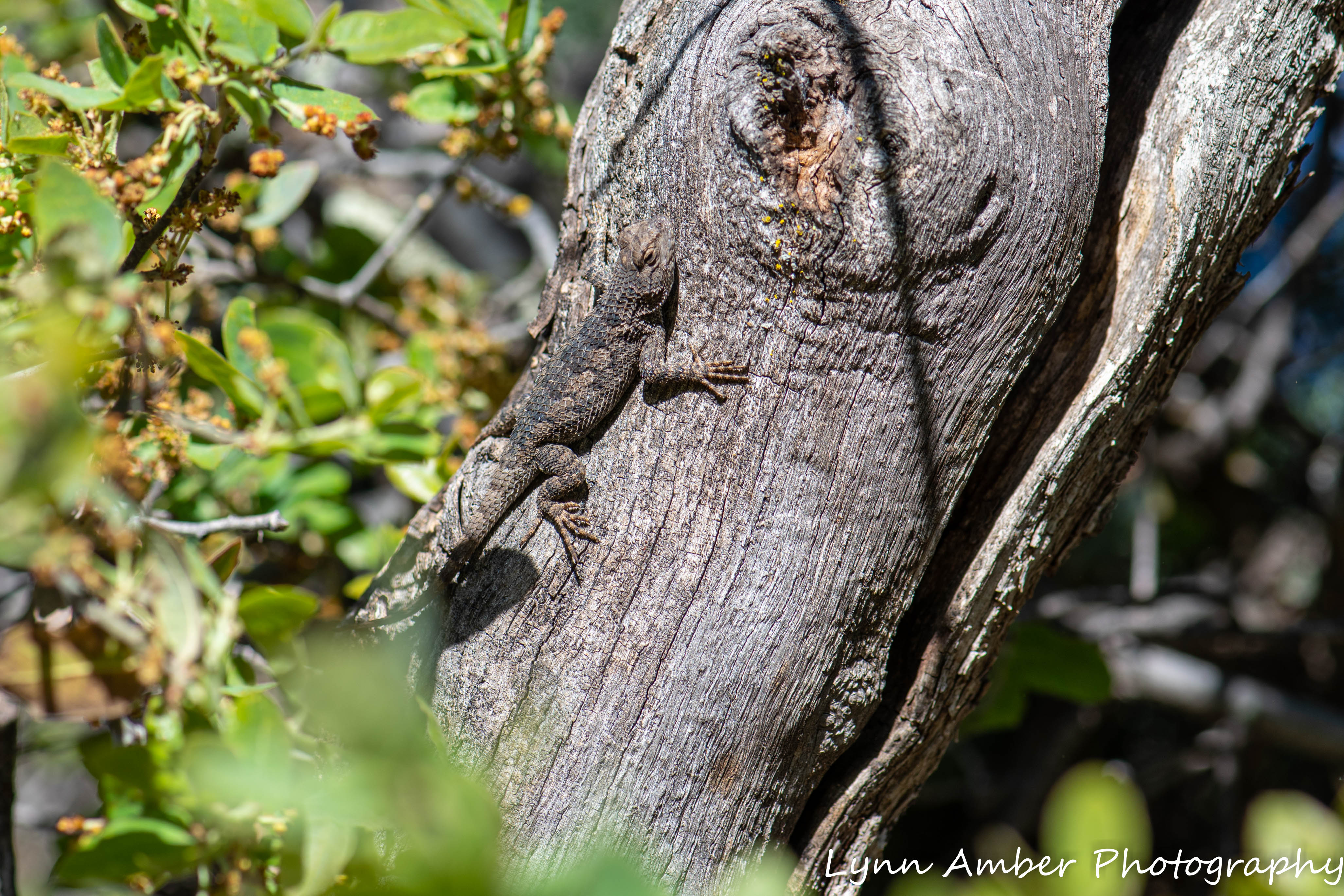 Gila NF Lizards (2 of 3)