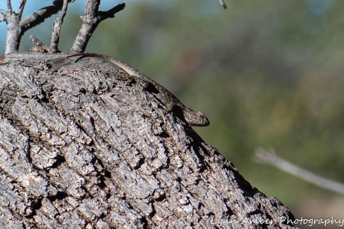 Gila NF Lizards (3 of 3)