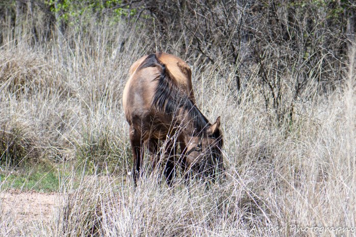 Las Cienegas Biking-3