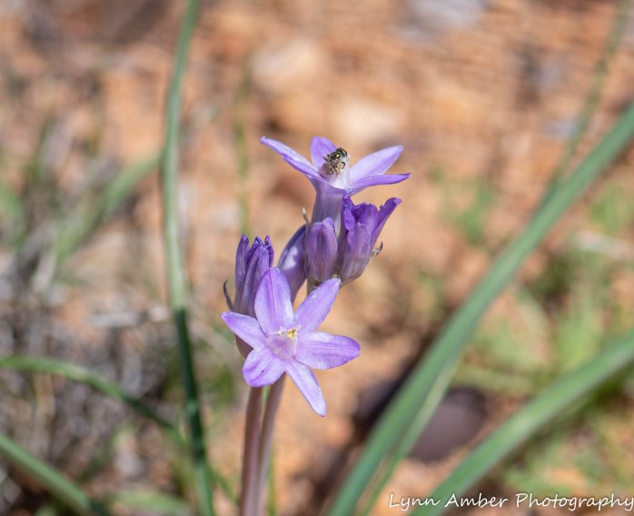 Las Cienegas Biking-7