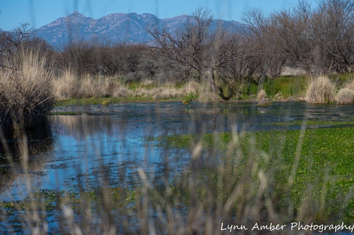 Las Cienegas pond (1 of 1)