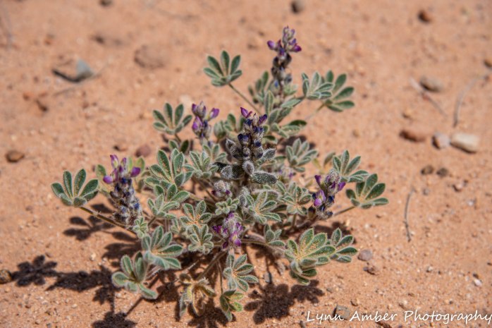 LCNCA flower (1 of 1)