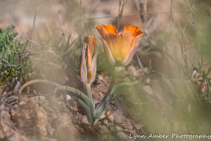 LCNCA flowers (1 of 4)