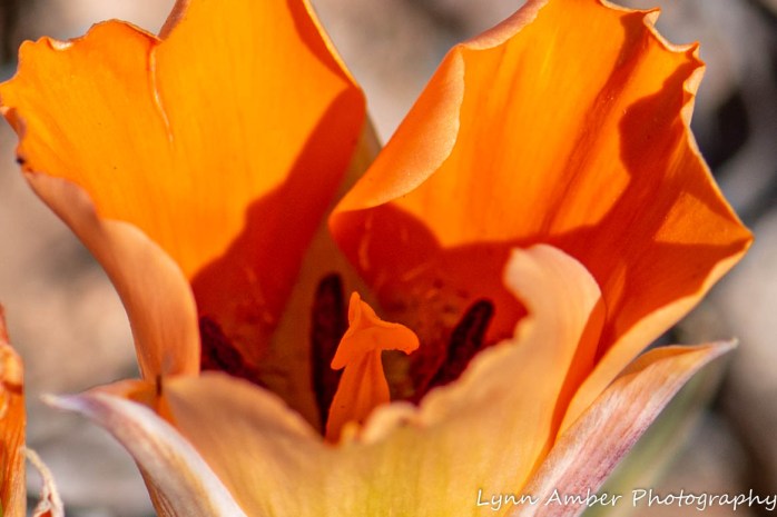 LCNCA flowers (2 of 4)