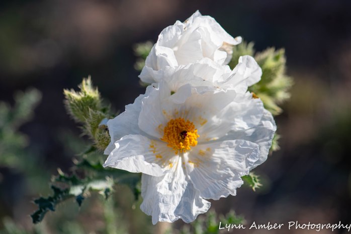 LCNCA flowers (3 of 4)