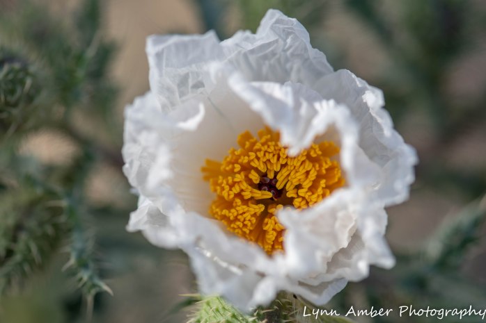 LCNCA flowers (4 of 4)