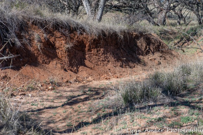 LCNCA flowers and wash (1 of 3)