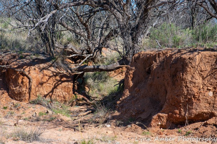 LCNCA flowers and wash (3 of 3)