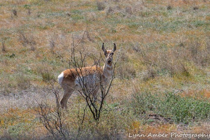 LCNCA Pronghorn 2 (1)