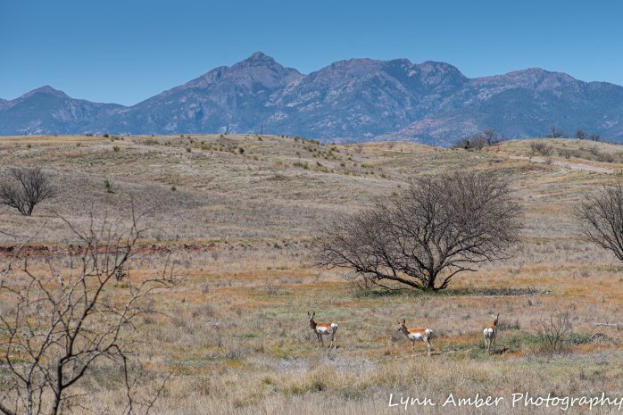 LCNCA Pronghorn 2 (2)