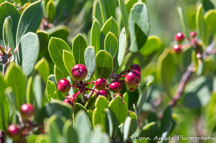 manzanita berries