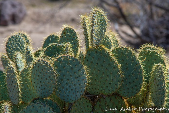Mojave Prickly Pear