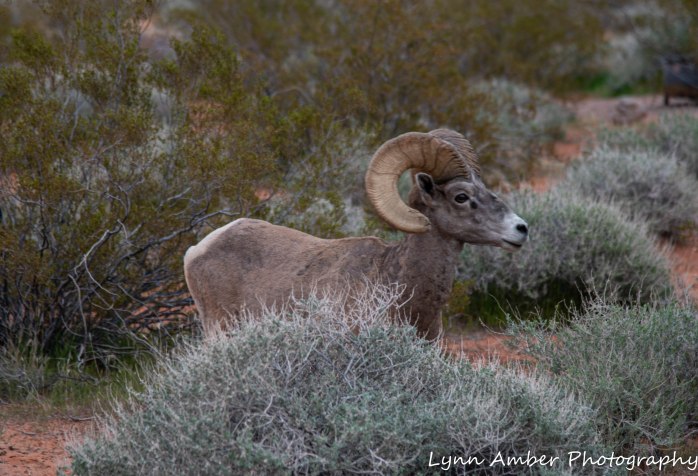 Valley of Fire Day 1 (1 of 1)