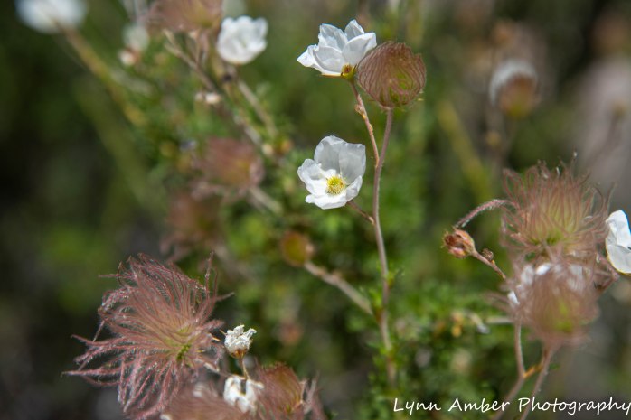 Apache Plume Bosque del Apache (1 of 4)