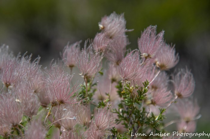 Apache Plume Bosque del Apache (4 of 4)