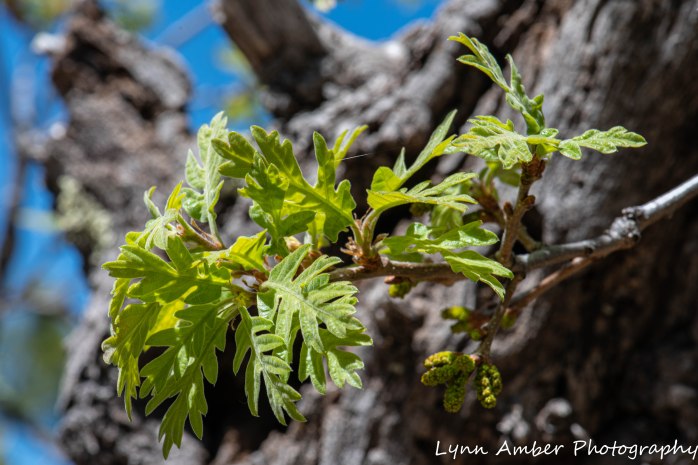Gila NF Gambel Oak