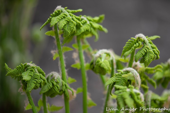 Vermont Ferns (1 of 4)