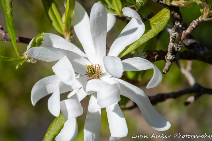 Vermont Garden (1 of 7)