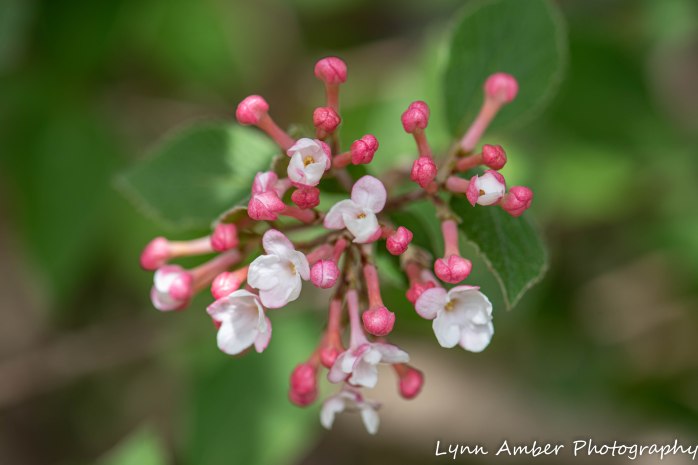 Vermont Garden 2 (1 of 1)