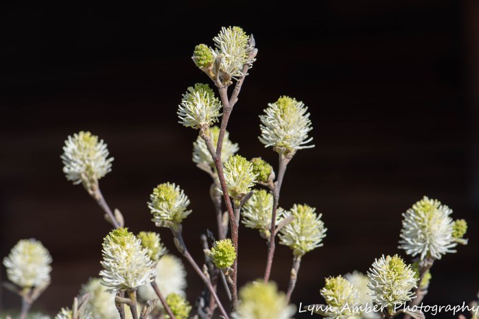 Vermont Garden (2 of 7)