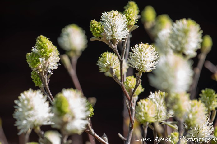 Vermont Garden (5 of 7)