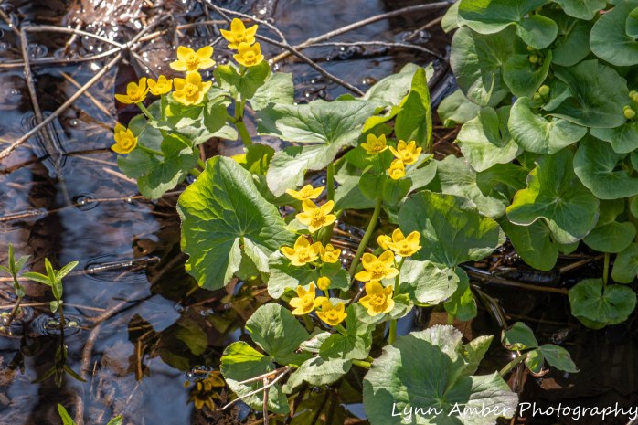Vermont Wildflowers (1 of 5)