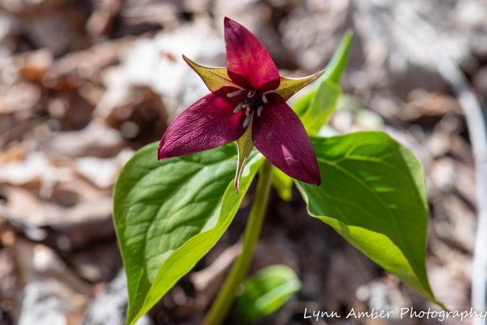 Vermont Wildflowers (2 of 5)