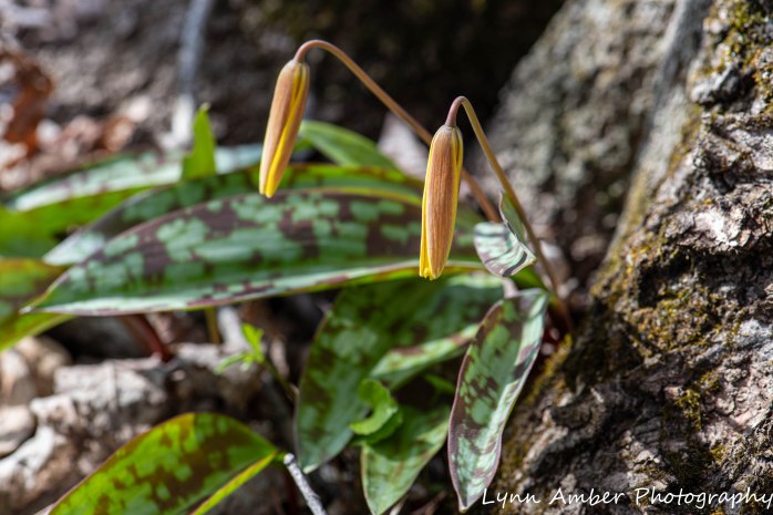 Vermont Wildflowers (3 of 5)